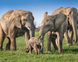 Zlínská zoo usiluje o překonání 700tisícové návštěvnosti 