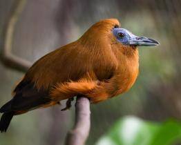Zlínská zoo přirozeně odchovala kotingu tříbarvou. Jako první v Evropě!