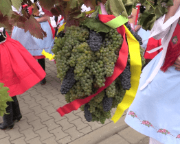 Chasa ve spolupráci s vinaři uspořádala tradiční vinobraní