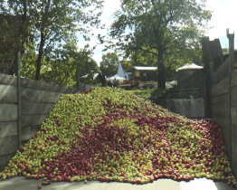 Jablečné slavnosti nabídly ovocné skvosty 
