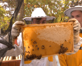 Studenti gymnázia chovají v prostorách školy včely