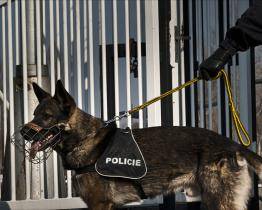 Zloděj se před spravedlností schovával v kukuřičném poli. Vypátral ho čtyřnohý hrdina