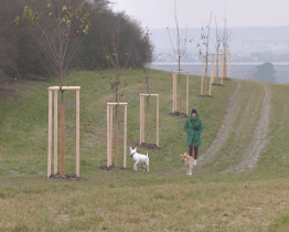 Sady a Mařatice jsou bohatší o 74 stromů