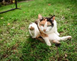 600 kastrací za 4 roky. Boj s nekontrolovaným množením koček Valašskému Meziříčí vychází