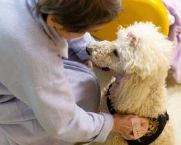 Okamžiky radosti i dojetí. Pacienty v Kroměřížské nemocnici navštívily fenky Megy a Keisy