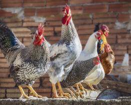 Ptačí chřipka je ve Zlínském kraji. Potvrzena byla v malochovu slepic v Újezdci u Luhačovic