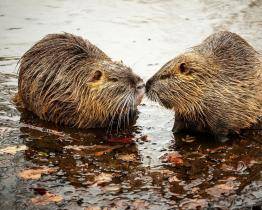 U luhačovické Šťávnice se přemnožily nutrie. Nekrmte je, zní z města