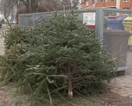 Sběr vánočních stromků bude ve Zlíně zahájen příští pondělí. Stromky neřezejte, nelámejte ani nevkládejte do kontejnerů