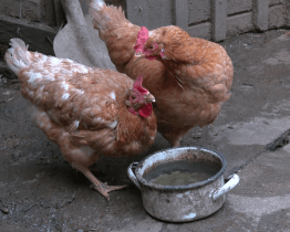 Chovatelé musí do pátku nahlásit stavy drůbeže a ptactva 