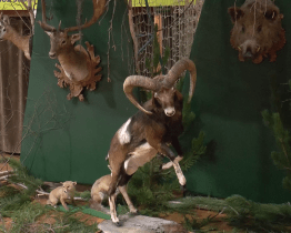 Sportovní halu v Hluku zaplnily stromy a hudba