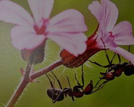 Slovácké muzeum zve na Společenský život hmyzu