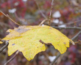 Hejtmanství chce zabránit vysychání lesů