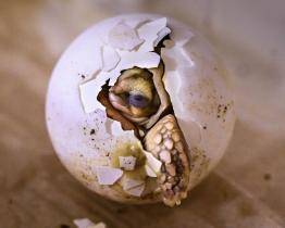 Ve zlínské zoo se vylíhl rekordní počet želviček ostruhatých