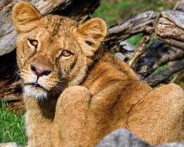 Zlínská zoo má novou lvici! Je z Francie a jmenuje se Kwale