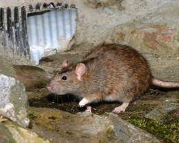 Ve Zlíně zítra začne jarní deratizace. Potrvá téměř měsíc