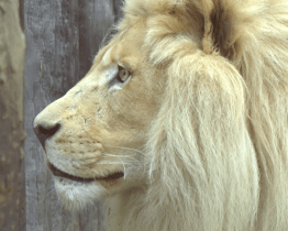 Hodonínská zoologická zahrada se rozloučila se lvy jihoafrickými