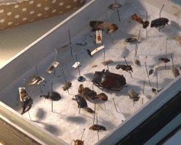 Výstavní prostory Sálu Evropa zaplnily zvířata i stromy