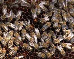 Také v Uherském Hradišti je aktivní Český svaz včelařů