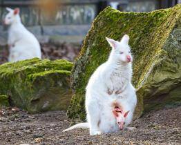 Rozkvetlý areál, mláďátka nebo prohlídky zámku. Zlínská zoo zve na Velikonoce