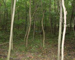 Kostra muže se u Kněžpole našla už před osmi lety. Policie stále pátrá po jeho totožnosti