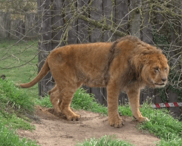 Nový pár lvů berberských už prozkoumal i venkovní výběh