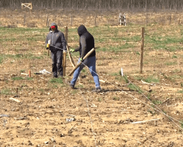 K obnově lesa po tornádu už došlo i v lokalitě Pánov