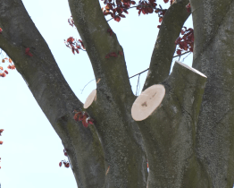 Chráněný strom v Hulíně na náměstí Míru byl pokácen.