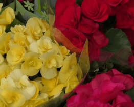 Květinový jarmark se vrátil zpět na náměstí