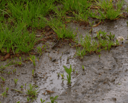 Remízky, stromořadí nebo tůňky by měly pomoct zadržet vodu v krajině