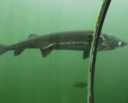 V expozici Živá voda žije největší jeseterovitá ryba v ČR vyza velká