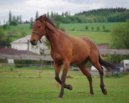 Krádež anglického plnokrevníka se nepotvrdila. Co se tedy stalo?