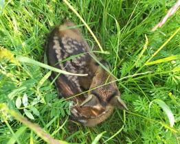 Myslivci v Luhačovicích zachránili srnčata ukrytá ve vysoké trávě