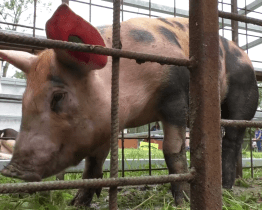 Chovatelský den ve Valašském Meziříčí sklidil úspěch