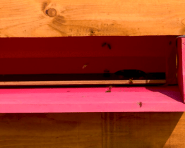 Školáci objevují v novém včelíně v Arboretu život včel