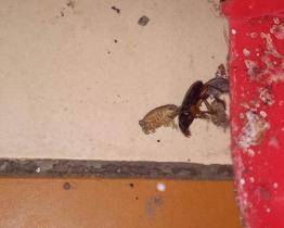 Půl milionu za šváby a plísně. Společnost působící ve Zlínském kraji dostala od Krajské veterinární správy rekordní pokutu