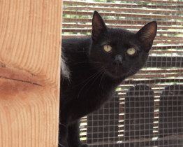 Kočičí útulek ve Fryštáku hledá dobrovolníky na pomoc s jeho budováním