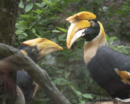 Světový úspěch! Zlínská zoo odchovala dalšího dvojzoborožce indického
