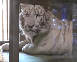 Bílá tygřice odebraná z nelegálního chovu zamířila z Hodonína do Německa