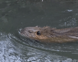 Nutrie u Kyjovky se množí