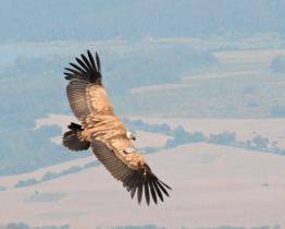 Supi odchovaní ve zlínské zoo už krouží nad Balkánem