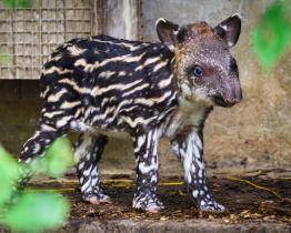 Čekání je u konce! Ve zlínské zoo se po 34 letech narodilo mládě tapíra jihoamerického