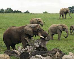 Jack už je ve zlínské zoo jako doma! Třicetiletého samce můžete vidět ve výběhu v Karibuni s ostatními slony