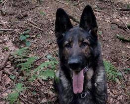 Do pátrání po duševně nemocné seniorce se zapojili psovodi i vrtulník