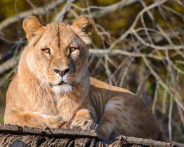 Zlínská zoo chce zřídit záchranné a chovné centrum pro lvy