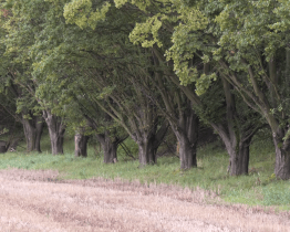 Kraj chce v holešovské průmyslové zóně vybudovat biokoridor