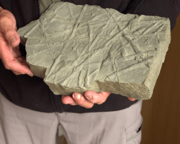 Nová výstava ukazuje vznik stop různých živočichů v dávných geologických dobách