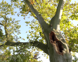 Poškozený památný platan v Jezuitské zahradě nebezpečí nepředstavuje