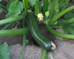 Žena ze Zlína skončila na JIP po otravě cuketou. Její stav byl velmi dramatický