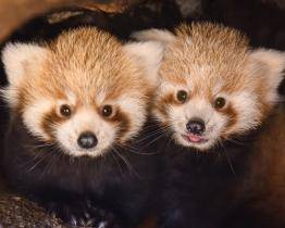 Čtyřměsíční dvojčata pandy červené už skotačí v přírodním výběhu