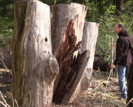 Ve Veselí skončila revitalizace zámecké bažantnice